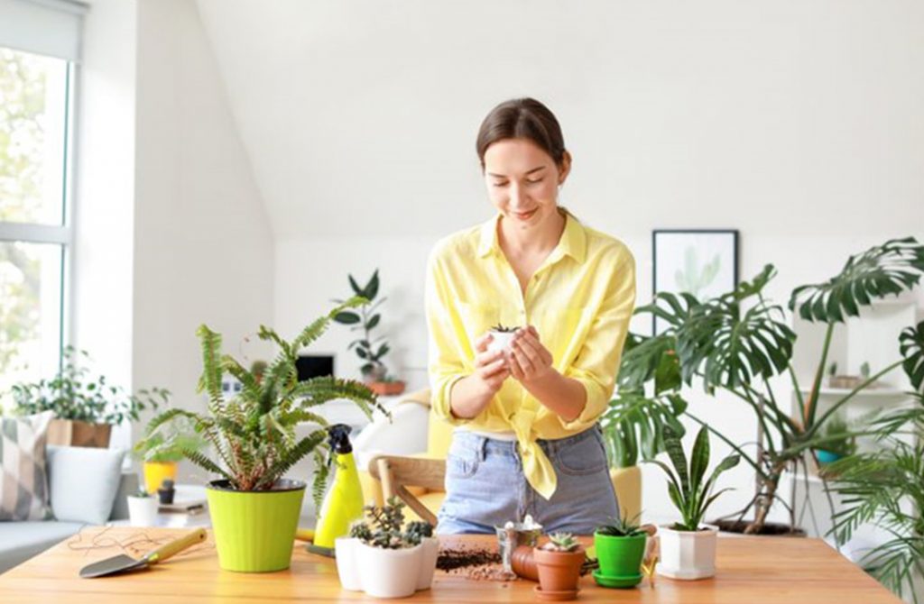 5 Importance Of Having A House Plant